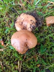 Chroogomphus rutilus