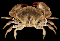 Medaeops granulosus