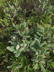 Rhododendron canadense