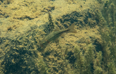 Hesperoleucus symmetricus