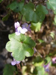 Cymbalaria muralis
