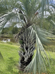 Butia