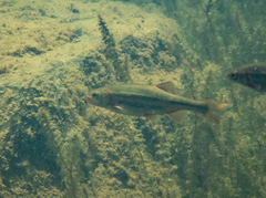 Hesperoleucus symmetricus