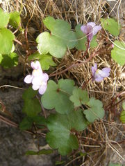 Cymbalaria muralis
