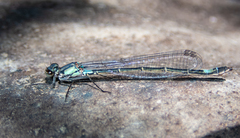 Zoniagrion exclamationis