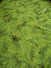 Salvinia auriculata