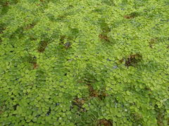 Salvinia auriculata