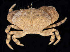 Epixanthus frontalis