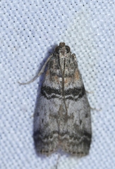 Sciota rhenella