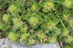 Teucrium pyrenaicum