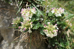 Teucrium pyrenaicum