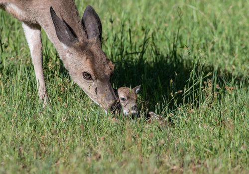 iNaturalist observation photo of Columbian Black-tailed Deer