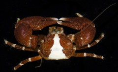 Pachycheles sculptus