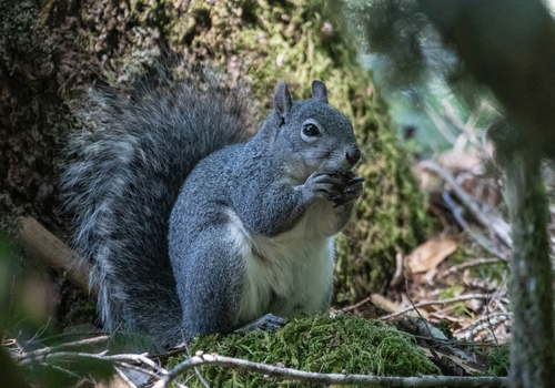 iNaturalist observation photo of Western Gray Squirrel