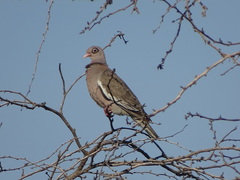 Patagioenas corensis