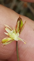 Juncus stygius americanus