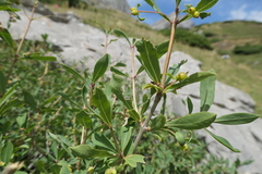 Lonicera pyrenaica