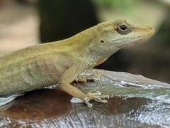 Anolis villai