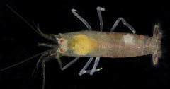 Synalpheus streptodactylus