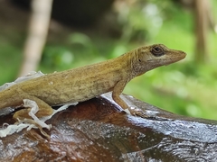 Anolis villai
