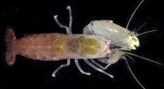 Synalpheus streptodactylus