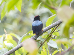 Chiroxiphia lanceolata