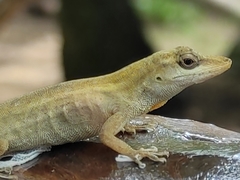 Anolis villai