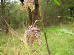 Fritillaria affinis affinis