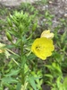 Common Evening-Primrose - Photo (c) Tom Pollard, some rights reserved (CC BY), uploaded by Tom Pollard