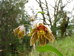 Fritillaria affinis affinis