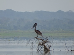 Pelecanus occidentalis occidentalis