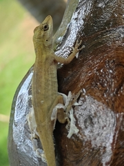 Anolis villai