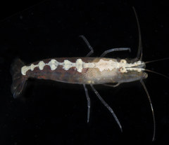 Athanas parvus