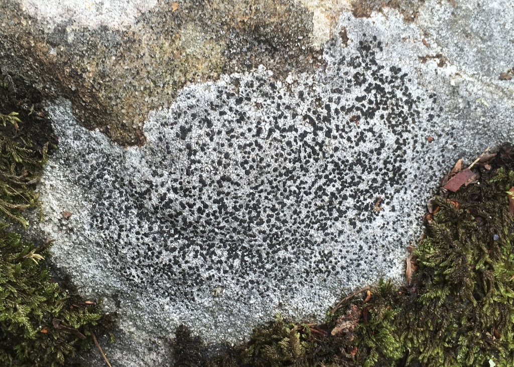 Diverse Porpidia Lichen