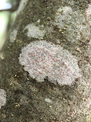Arthonia cinnabarina