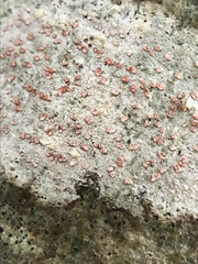 Arthonia cinnabarina