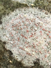 Arthonia cinnabarina