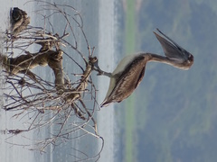 Pelecanus occidentalis occidentalis