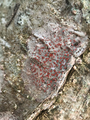 Arthonia cinnabarina