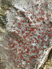 Arthonia cinnabarina