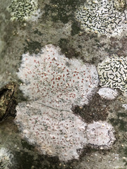 Arthonia cinnabarina