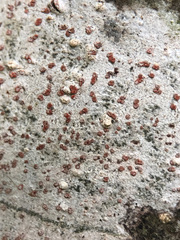 Arthonia cinnabarina