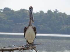 Pelecanus occidentalis occidentalis
