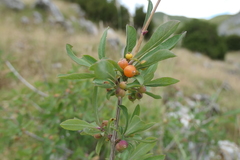 Lonicera pyrenaica