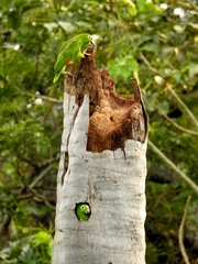 Amazona ochrocephala