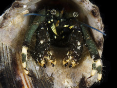 Clibanarius virescens