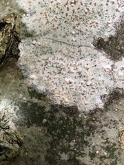 Arthonia cinnabarina