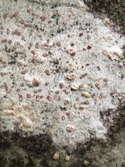Arthonia cinnabarina