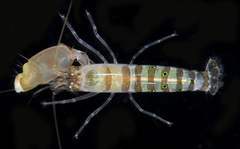 Alpheus bannerorum