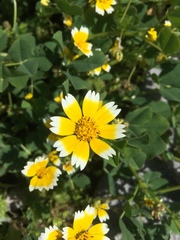 Layia chrysanthemoides